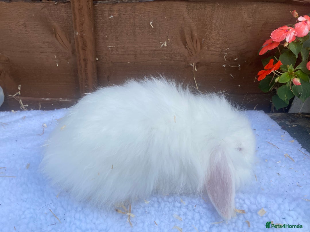 Lionhead rabbits for sale: Gorgeous Teddy widders - Image 7