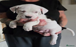 American Bulldog dogs for sale: American staffie cross pups  - Image 6