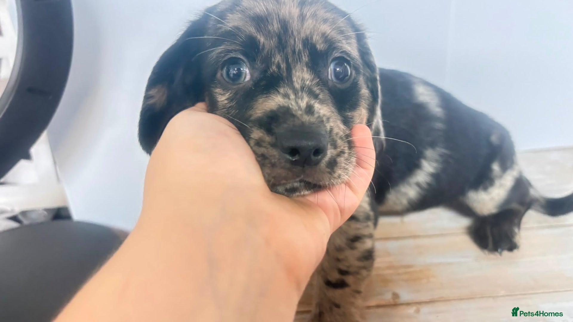 Mixed Breed dogs Gorgeous mixed litter girls and boys ready now! - Advert 2