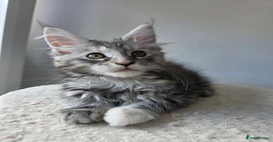 Maine Coon cats - Advert 1