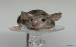 Mouse rodents for sale: Fancy Mice in Abingdon - Image 3