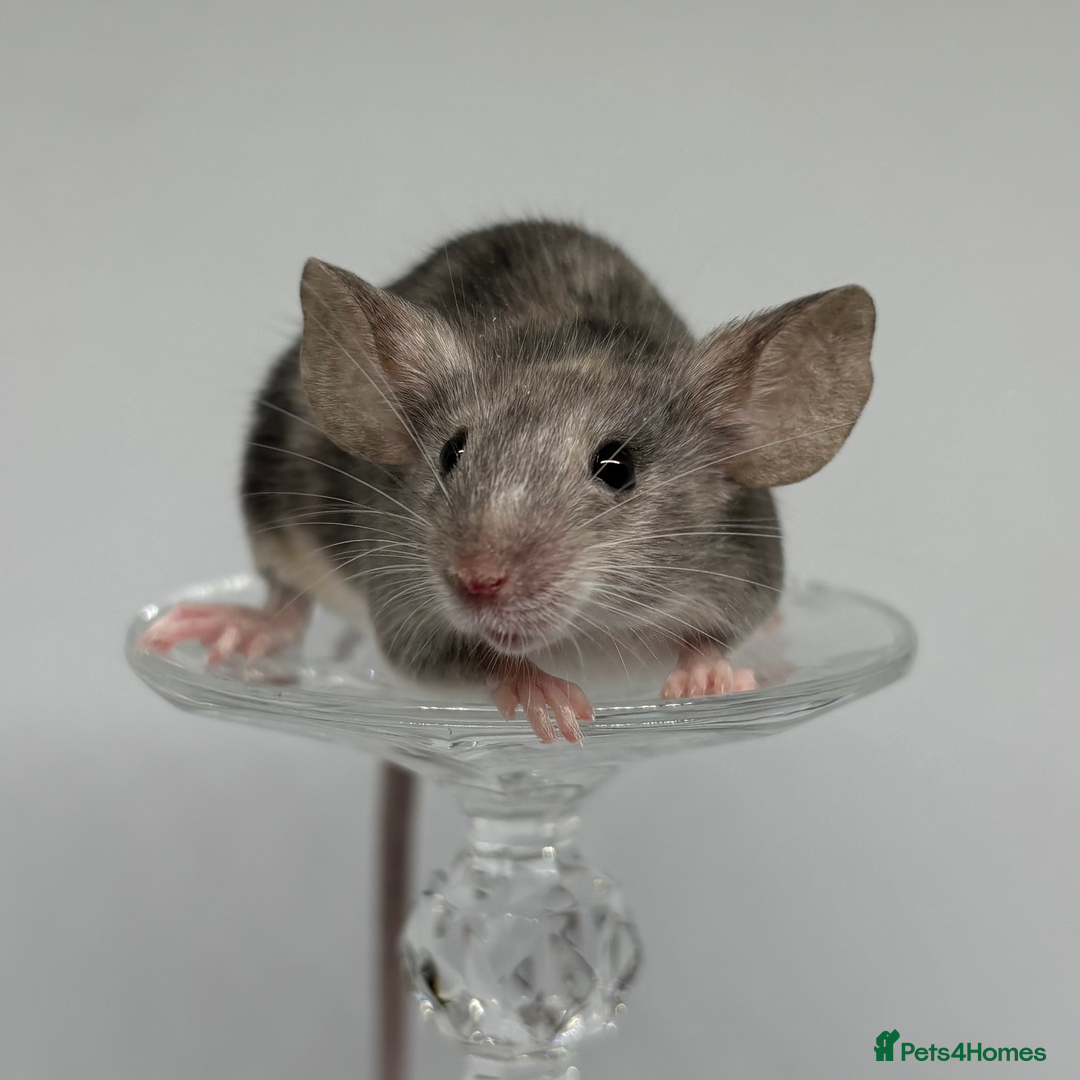 Mouse rodents for sale: Fancy Mice in Abingdon - Image 3