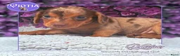 Dachshund dogs for sale: Stunning kc reg miniature dachshunds  - Advert 2