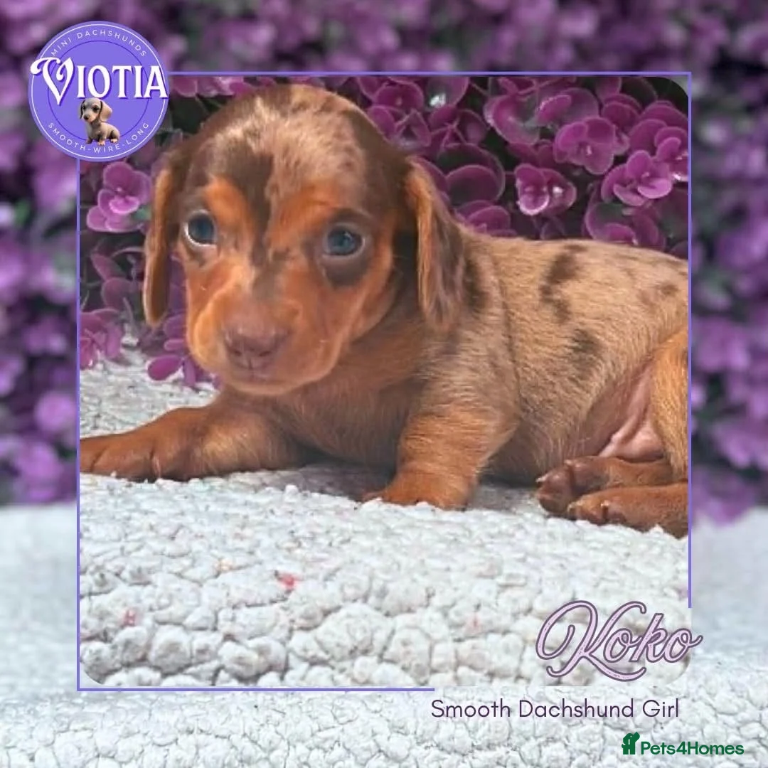 Dachshund dogs for sale: Stunning kc reg miniature dachshunds  - Advert 2
