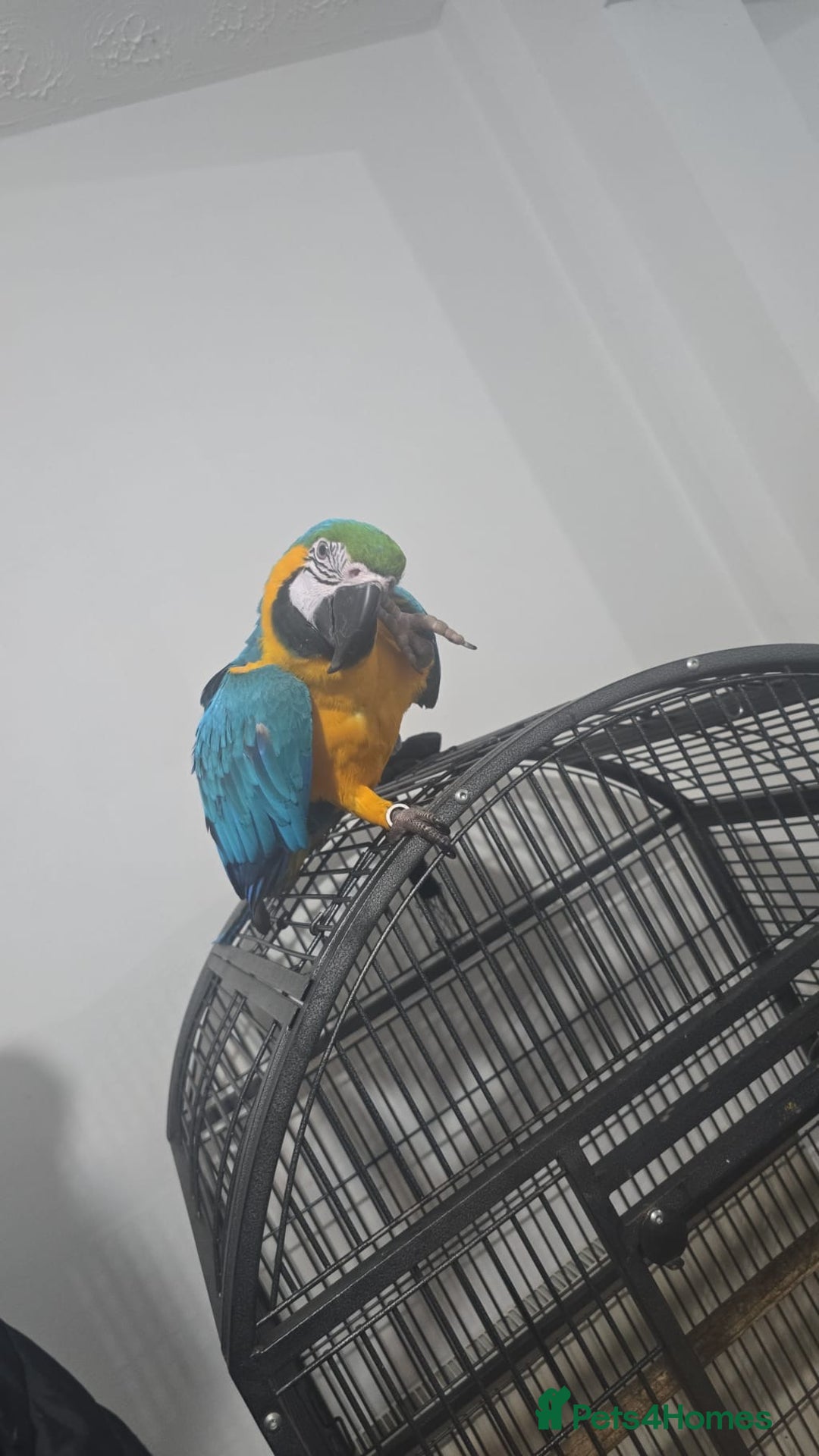 Macaws birds for sale: Blue maccaw parrot for sale (male) - Advert 3