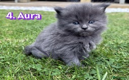 Mixed Breed cats for sale:  Maine Coon x Ragdoll Mix, Ready Early November - Image 5