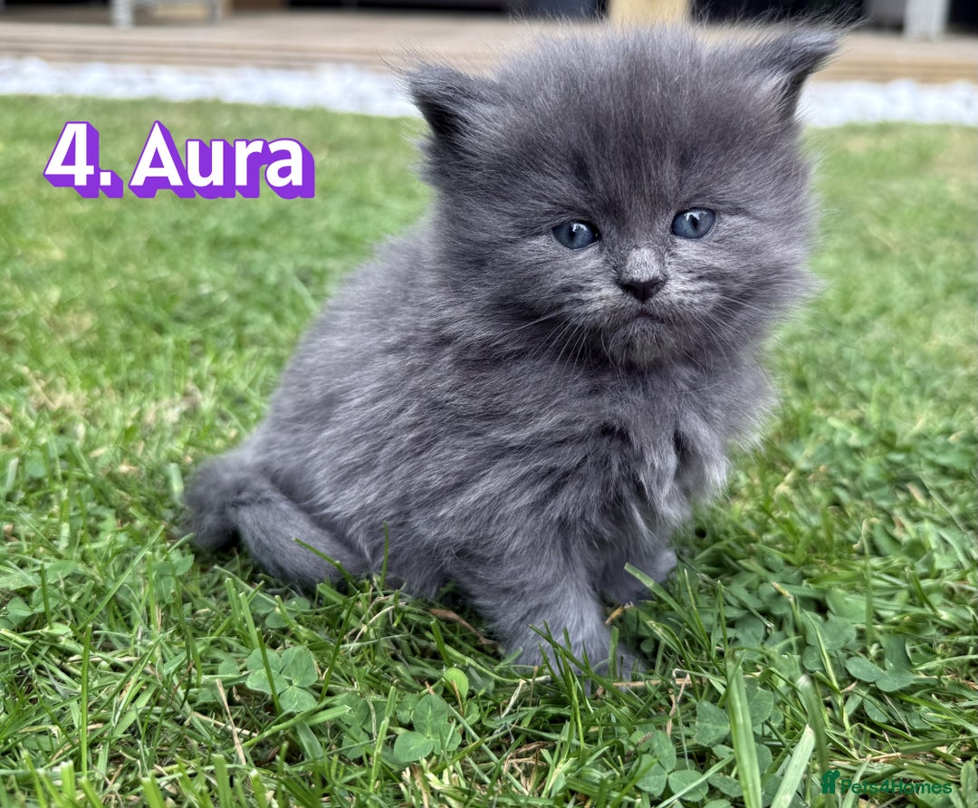 Mixed Breed cats for sale:  Maine Coon x Ragdoll Mix, Ready Early November - Image 5