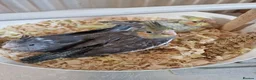 Cockatiels birds for sale: Juvenile Tame Cockatiels  - Advert 9