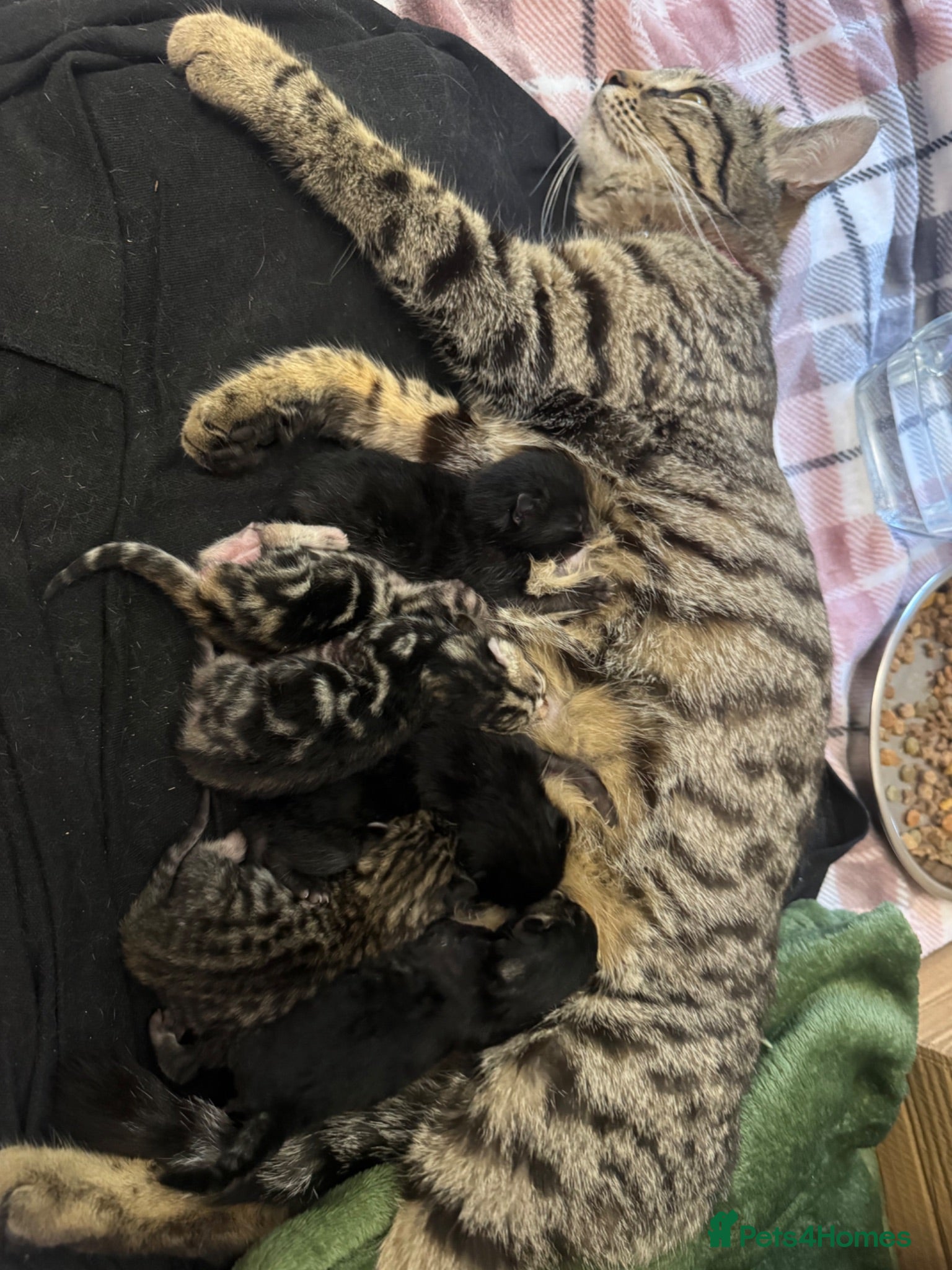 Mixed Breed cats Kittens for sale  - Advert 16