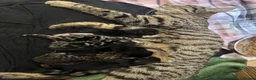 Mixed Breed cats for sale: Kittens for sale  in Salisbury - Advert 1