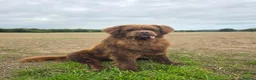 Newfoundland dogs for stud: Brown kc registered newfoundland  in Alcester - Advert 5
