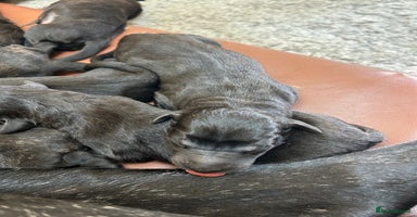Mastiff dogs - Advert 6