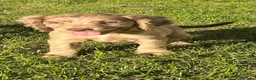 Cocker Spaniel dogs for sale: Cocker spaniel puppies in Crook - Advert 3