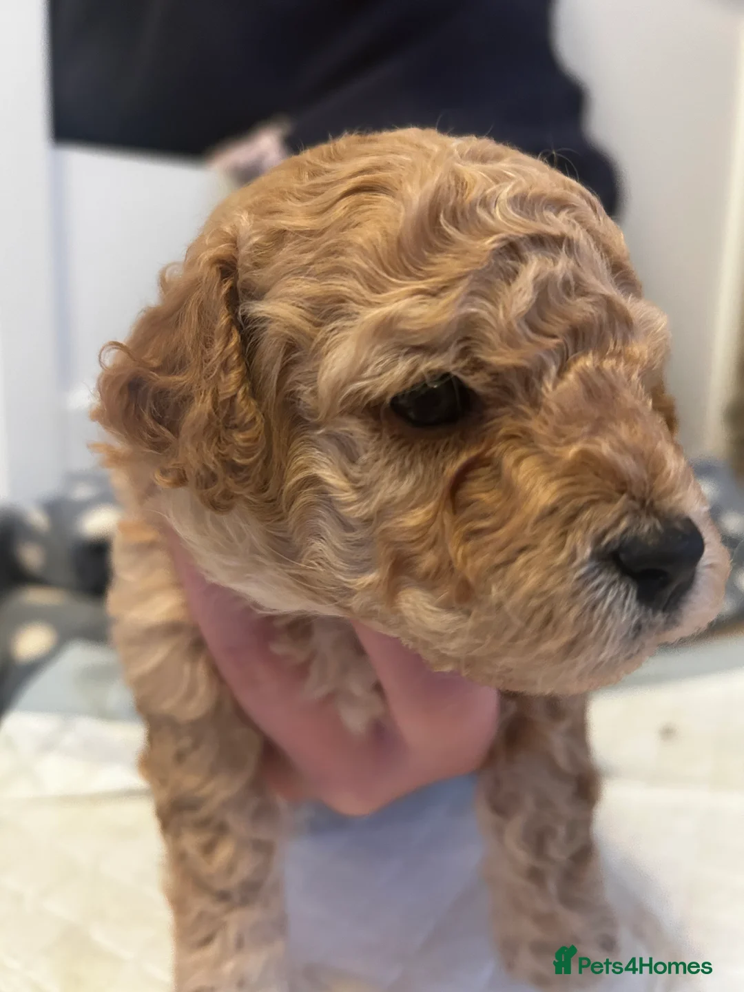 Cavapoochon dogs for sale: Three Cavapoochon Boys left - Advert 7