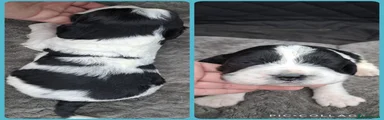 English Springer Spaniel Puppy 2