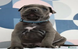 Staffordshire Bull Terrier dogs for sale: Shadow the staff for sale  - Image 8