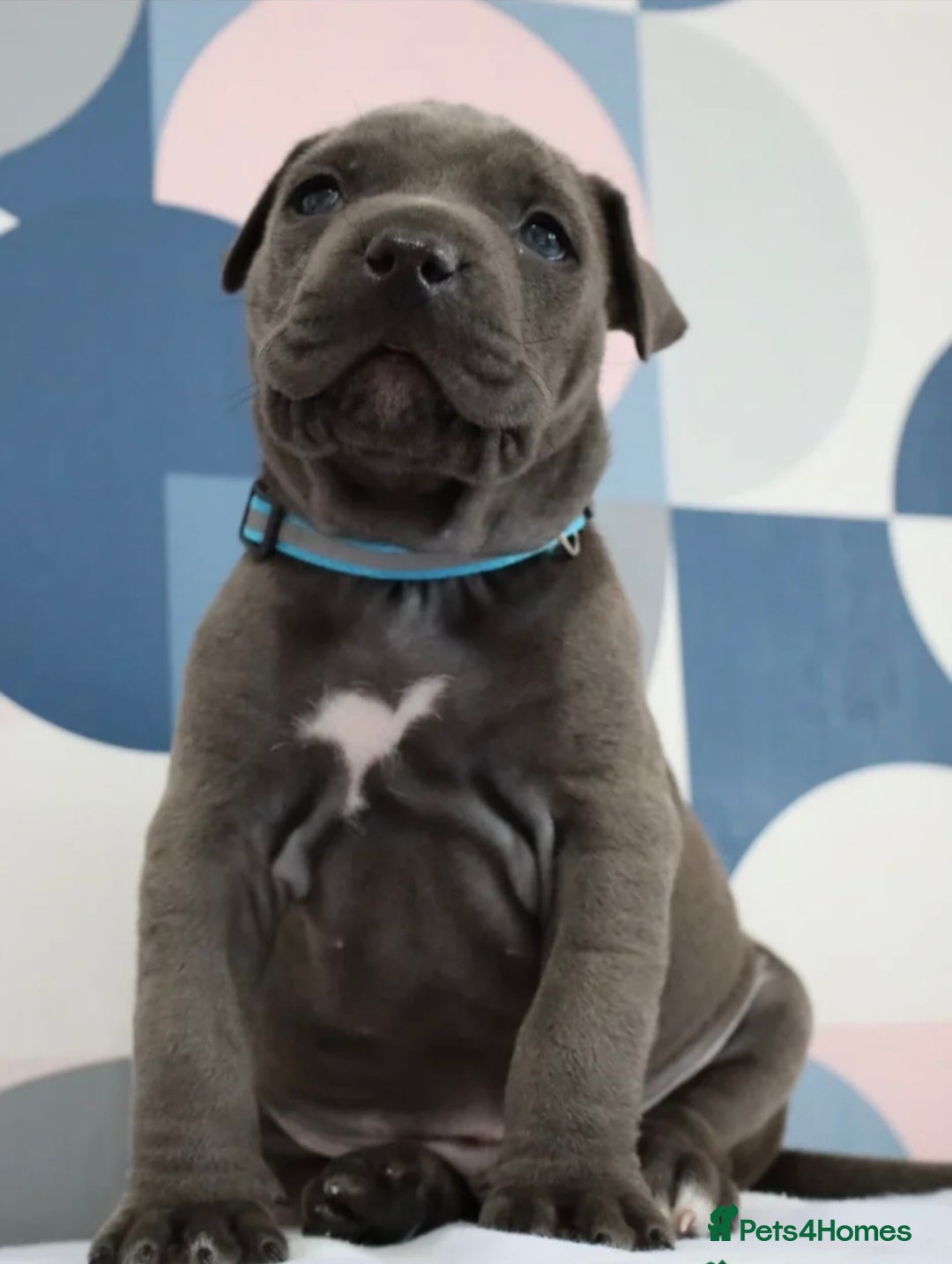 Staffordshire Bull Terrier dogs for sale: Shadow the staff for sale  - Image 8