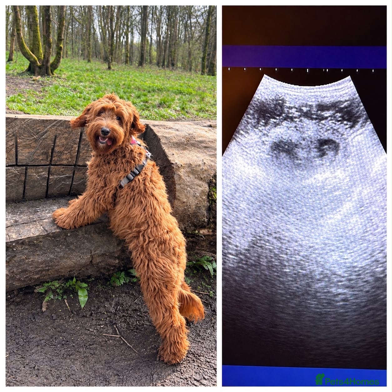 Mixed Breed dogs Mini Golden Doodle X - Advert 1