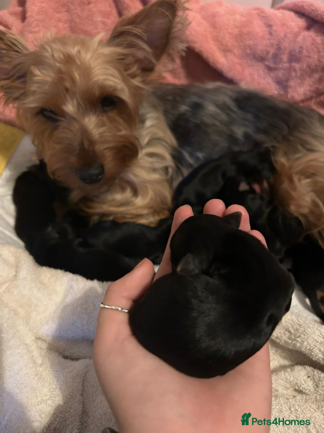 Yorkshire Terrier dogs for sale: Yorkshire terrier  - Advert 14