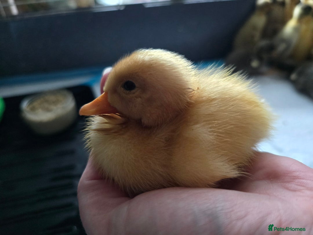 Ducks poultry for sale: Day old runner ducklings - Image 2