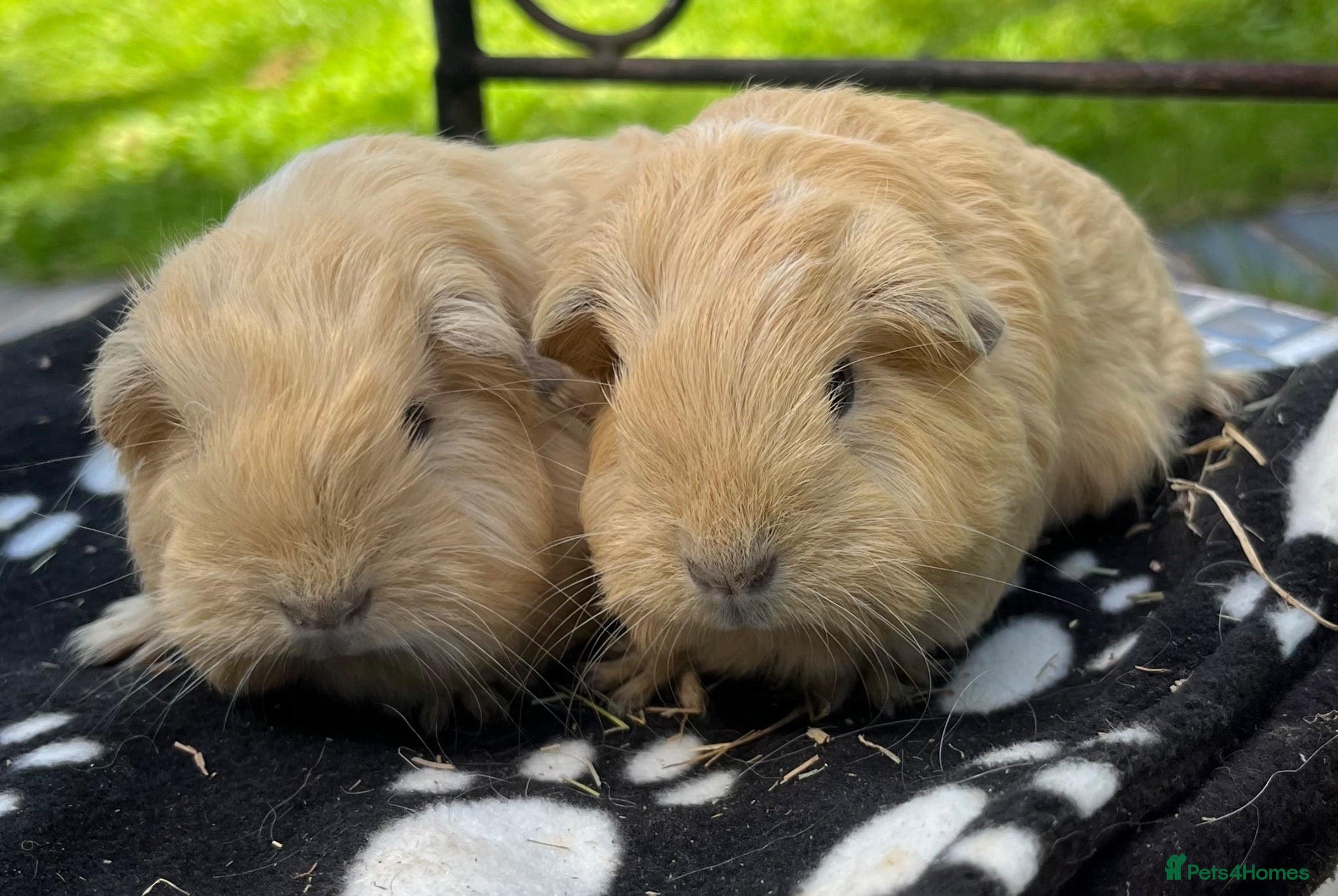 Guinea Pig rodents Guinea pigs 🐹  - Advert 9