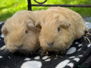 Guinea Pig rodents Guinea pigs 🐹 - Advert 14