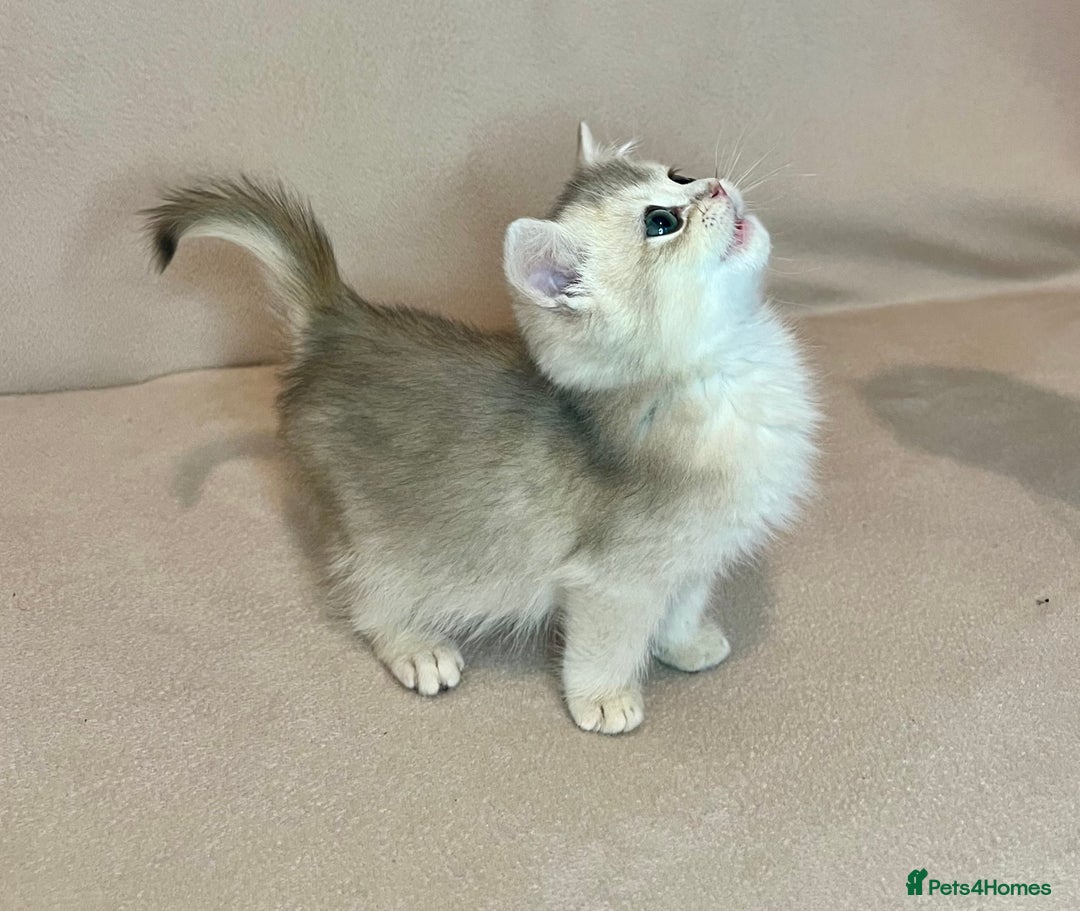 British Shorthair cats for sale: 🐾BSH Golden Kittens🐾  - Advert 20