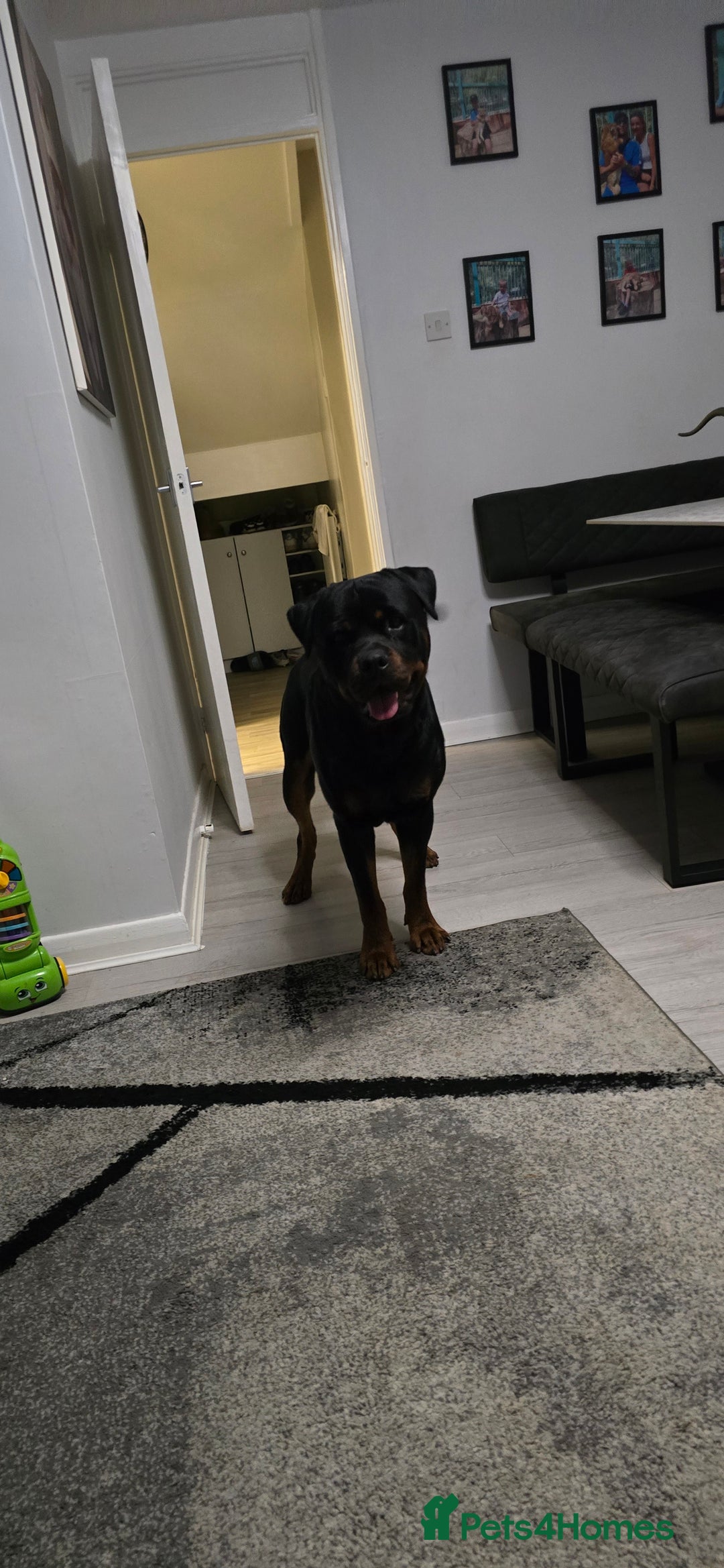 Rottweiler dogs for sale: 3 year old male rottweiler  - Advert 3