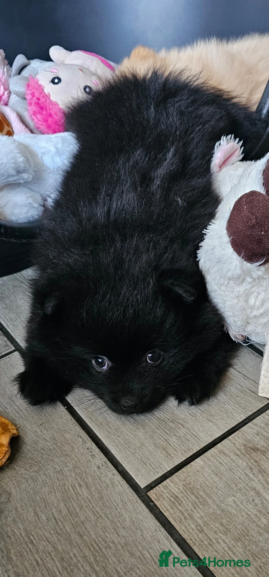 Pomeranian dogs for sale: 3 KC HANDSOME POMERANIAN BOYS - Advert 38