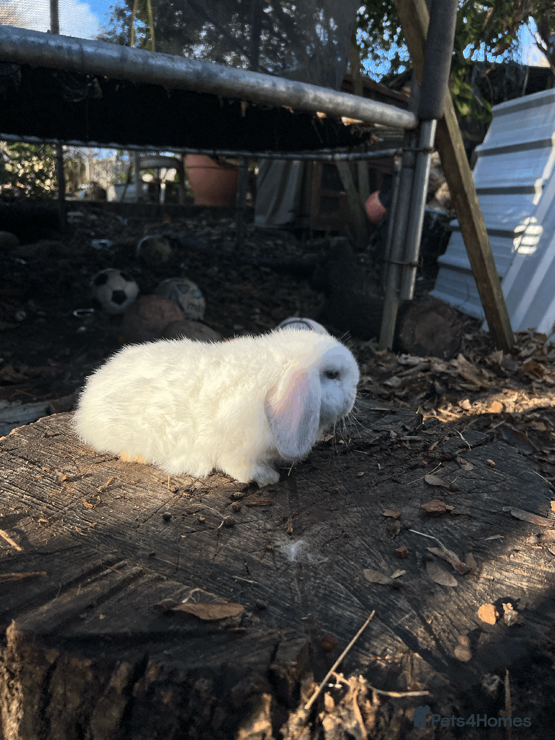 Mini Lop rabbits for sale: 100% Pure Family Bred Friendly Mini Lop Bunnies - Advert 12