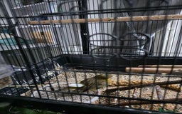 Canaries birds for sale: Pair of canaries forsale  - Image 2