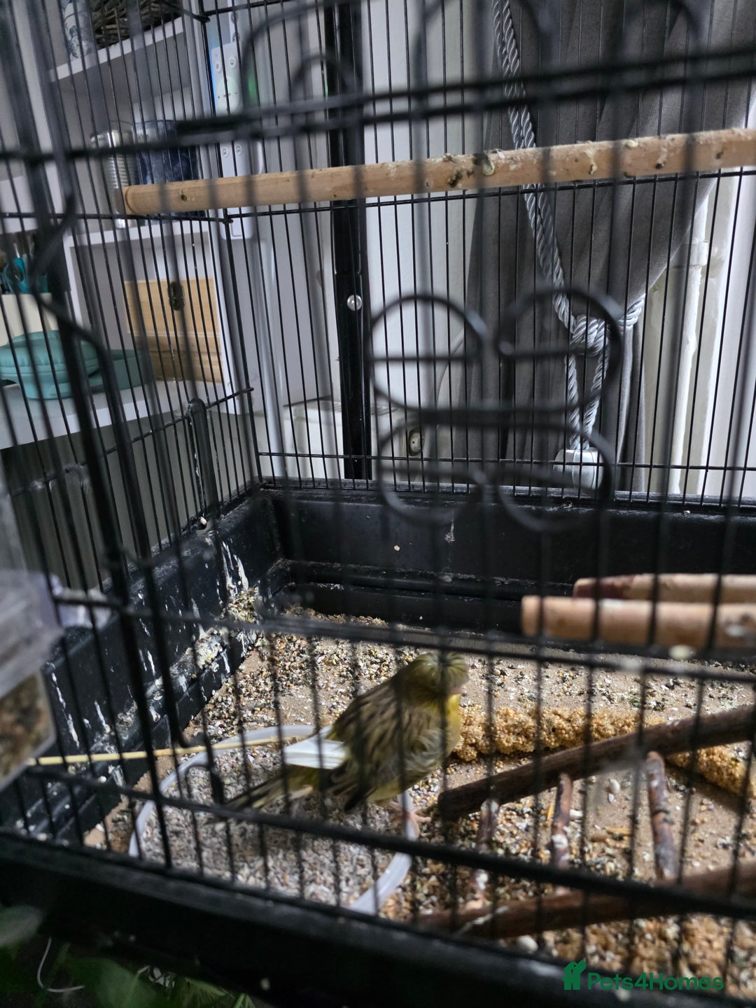 Canaries birds for sale: Pair of canaries forsale  - Image 2