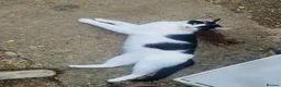 Mixed Breed cats for sale: 2 Beautiful Kittens  - Advert 10