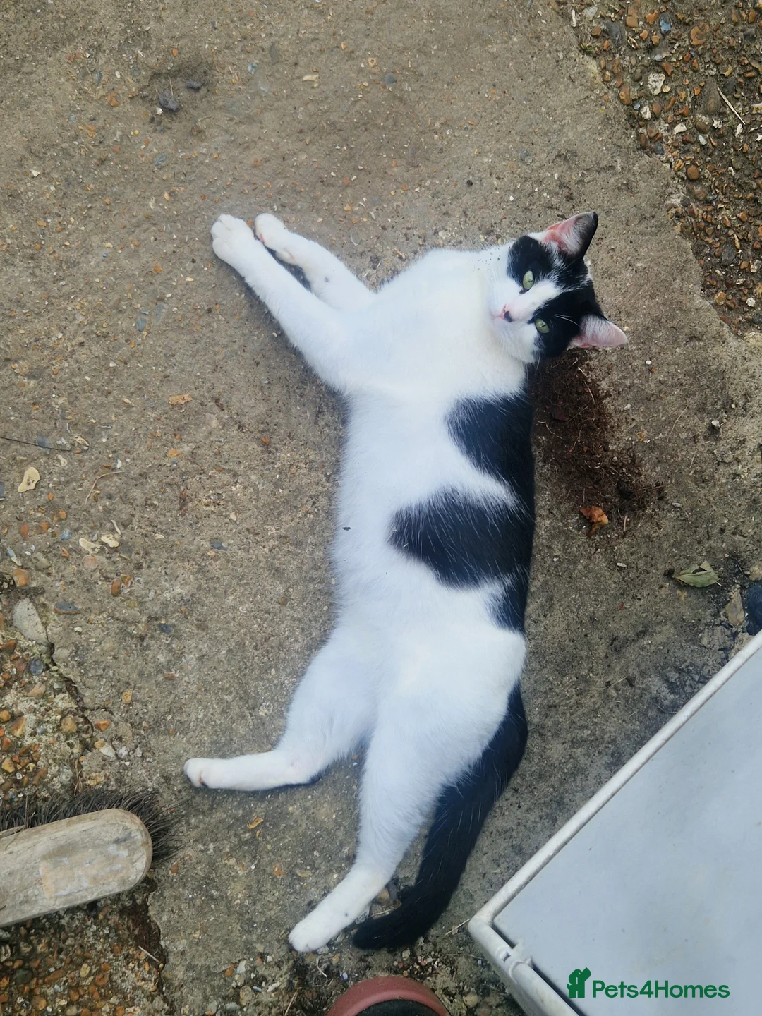 Mixed Breed cats for sale: 2 Beautiful Kittens  - Advert 10