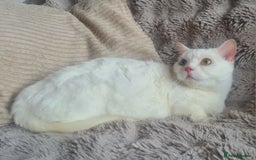 Munchkin cats for sale: Stunning Munchkin in London - Image 18
