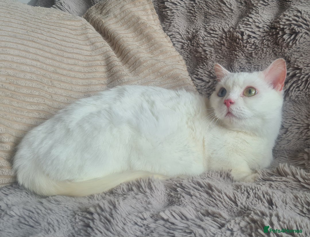 Munchkin cats for sale: Stunning Munchkin in London - Image 18