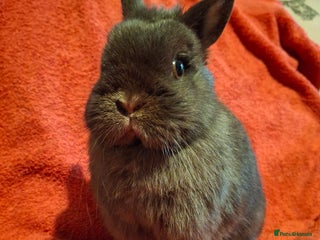 Netherland Dwarf rabbits Chocolate Netherland Dwarf Doe - Advert 2