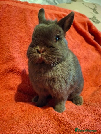 Netherland Dwarf rabbits Chocolate Netherland Dwarf Doe - Advert 1