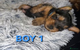 Yorkshire Terrier dogs for sale: 💕🐾Adorable PEDIGREE YORKSHIRE TERRIER Pups🐾💕  - Image 7