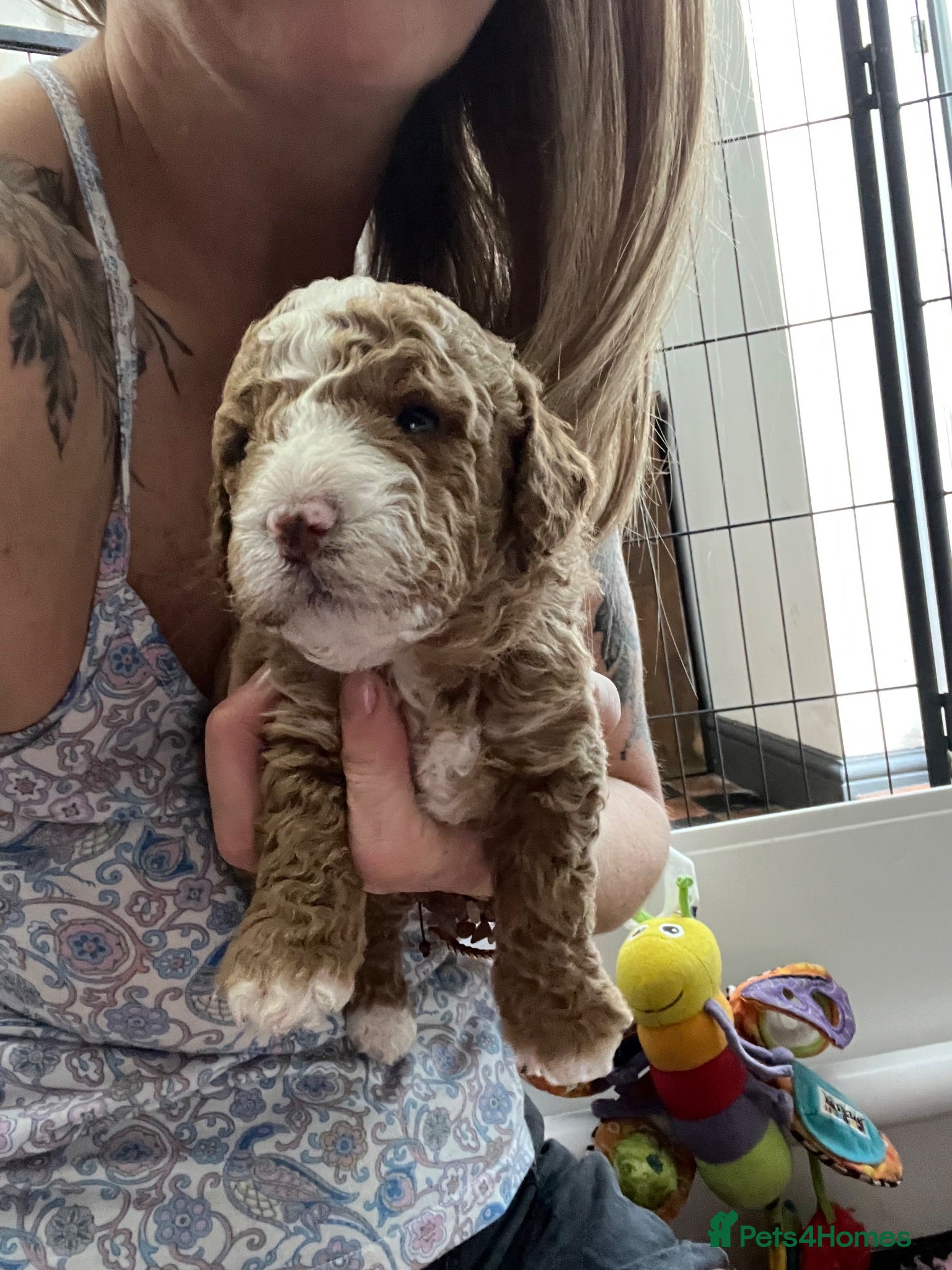 Cockapoo dogs Stunning curly coated Toy Cockapoos  - Advert 2