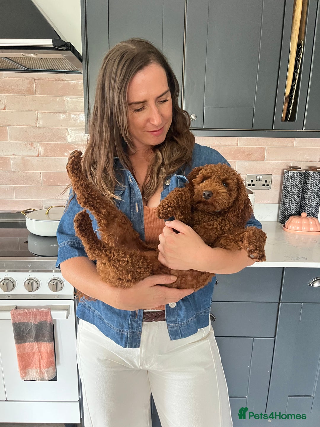 Cavapoo dogs for sale: Cavapoo F1b puppies-5* licensed - Image 6