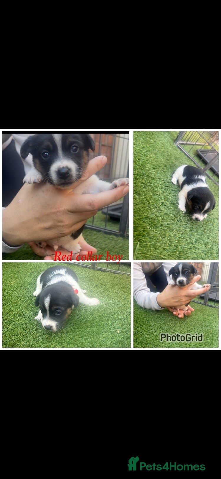Jack Russell dogs 2 stunning jack russell puppies  - Advert 8