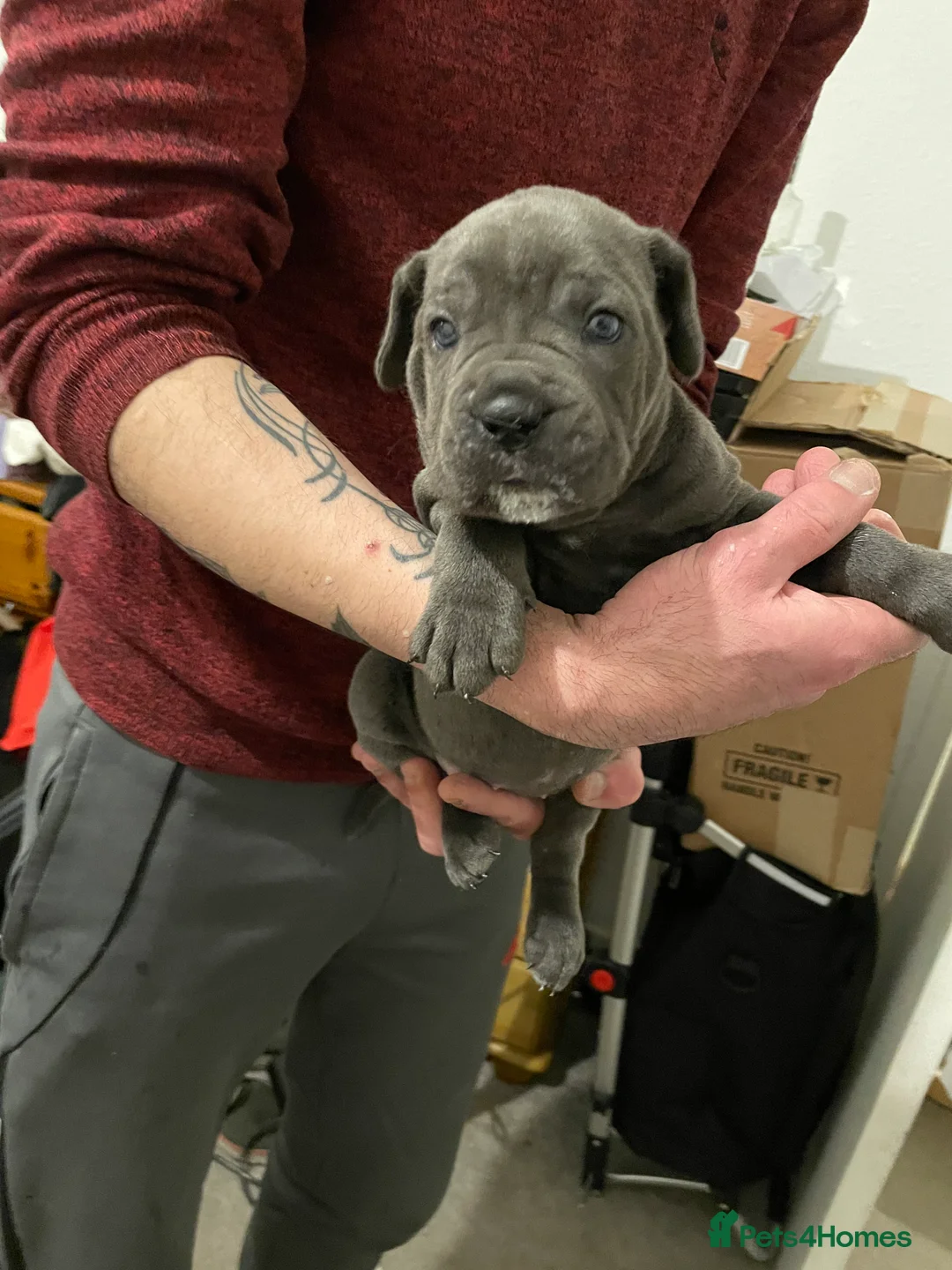 Cane Corso dogs for sale: Beautiful BlueBlood Cane Corso litter 4 Girls - Advert 1