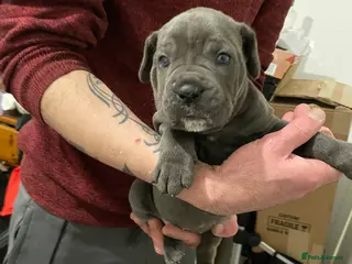 Cane Corso dogs Beautiful BlueBlood Cane Corso litter 4 Girls - Advert 13