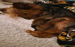 Yorkshire Terrier dogs for sale: 2 Male Yorkshire Terriers  - Image 7