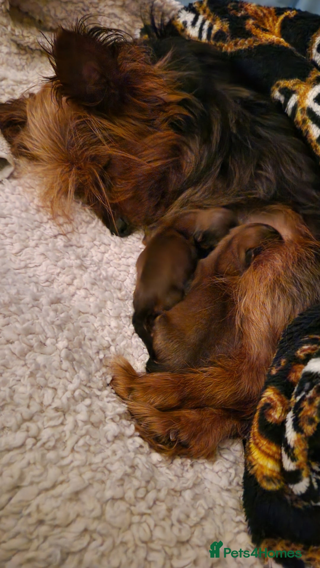 Yorkshire Terrier dogs for sale: 2 Male Yorkshire Terriers  - Image 7