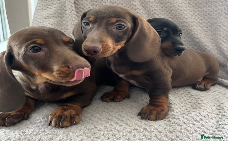 Dachshund dogs - Advert 2