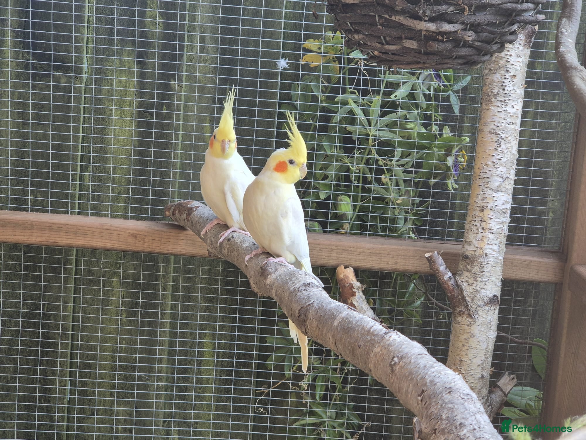 Cockatiels birds for sale: 2 lutino cockateils and 1 budgie in Ipswich - Advert 3