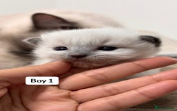 Ragdoll cats for sale: “ Ragdoll kittens “ A perfect  **  present  - Image 9