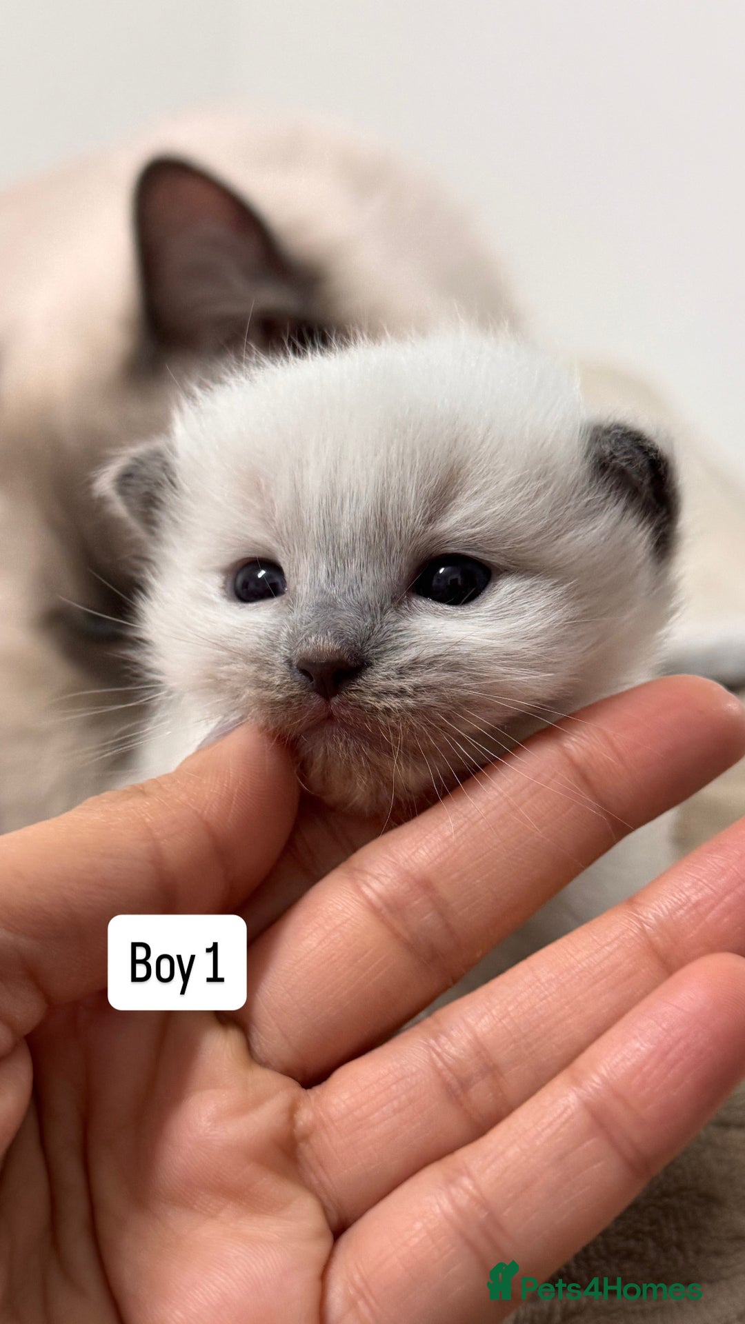 Ragdoll cats for sale: “ Ragdoll kittens “ A perfect  **  present  - Image 9
